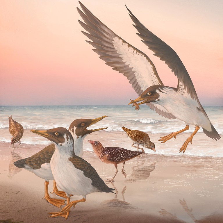 Illustration of birds on a beach.