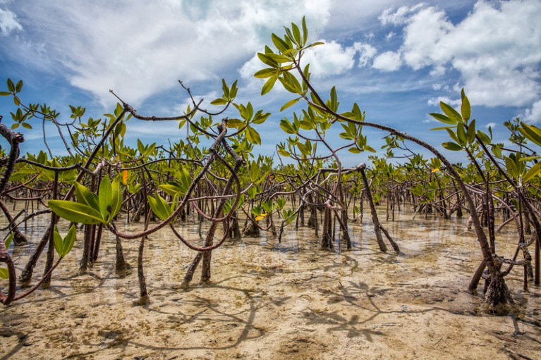 Low-angle view of mangrove beds in the Bahamas