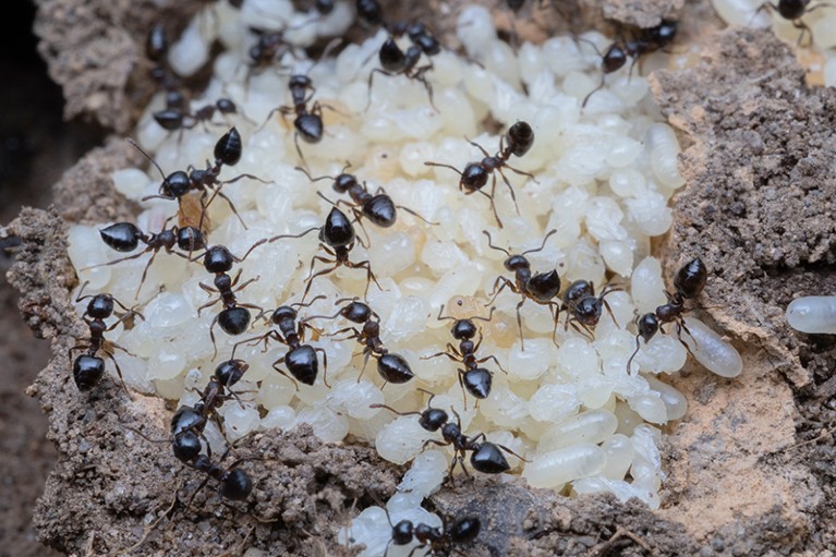 A view inside the nest chamber of the ant Crematogaster lineolata, where multiple worker ants tend to pupae.