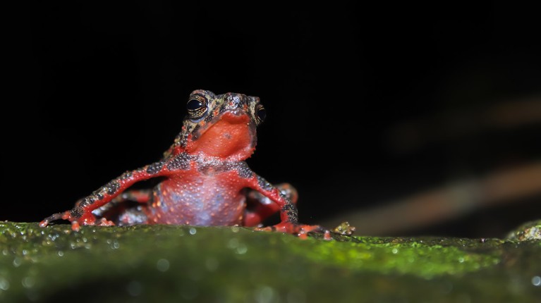 The endangered Bleeding toad, Leptophryne cruentata showing red colouration on belly