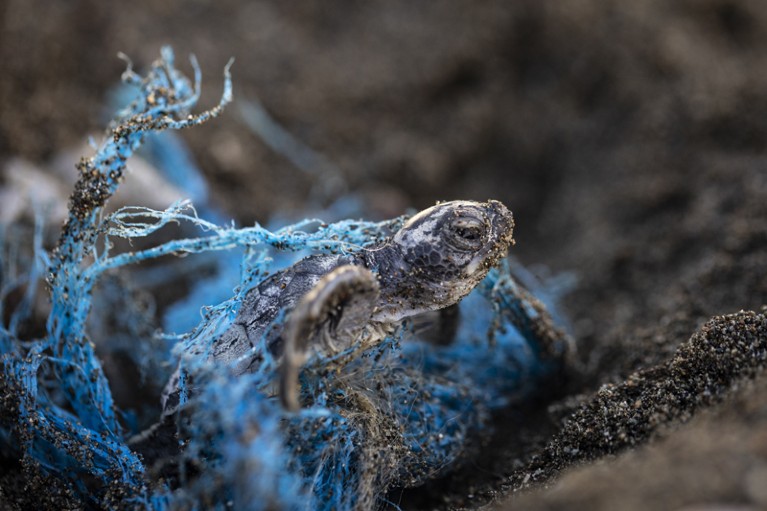 A close-up of a newborn green sea turtle struggling to escape a blue plastic net