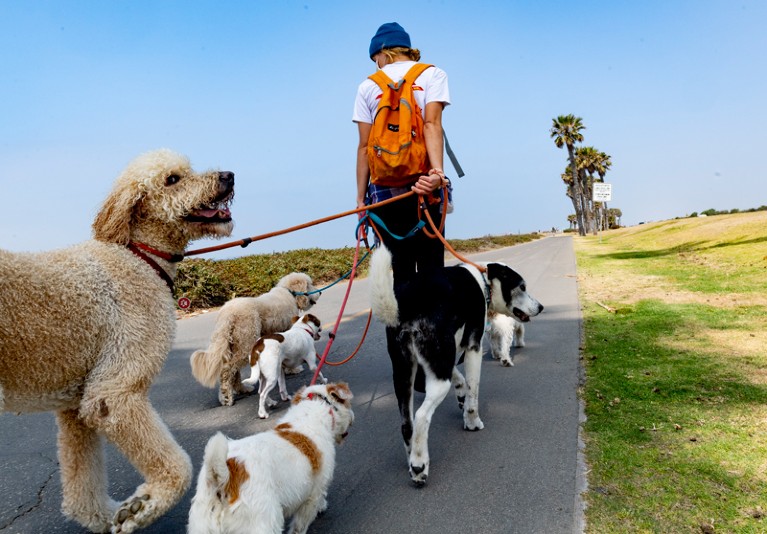 Low angle view of a dog walker walking six dogs of different breeds