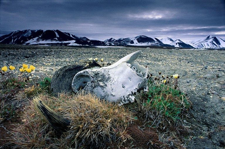 Musk ox skull North Peary Land Northeast Greenland National Park Greenland