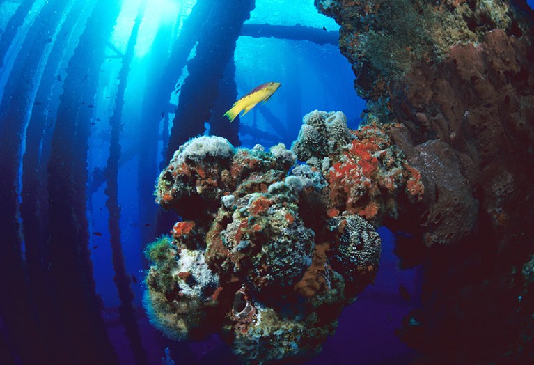 Coral growing on oil rig, Flower Garden Banks National Marine Sanctuary, Texas