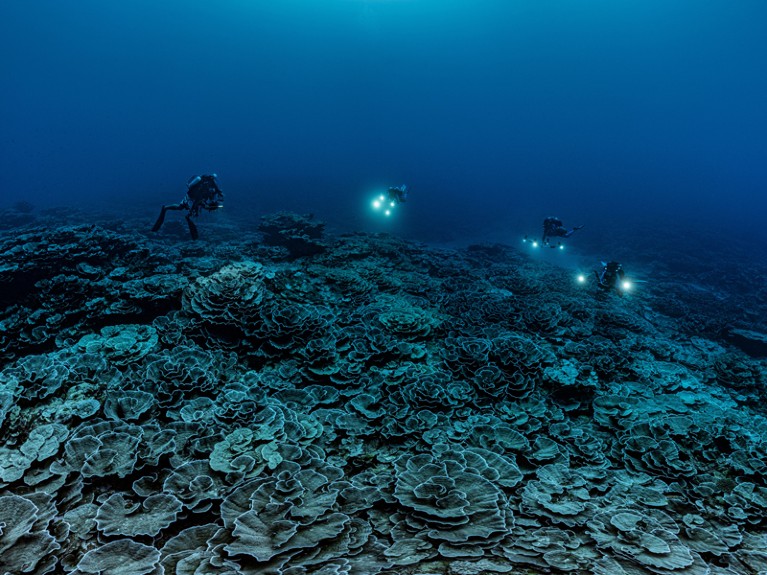 在法属波利尼西亚的塔希提岛发现了形似玫瑰的庞大珊瑚礁。