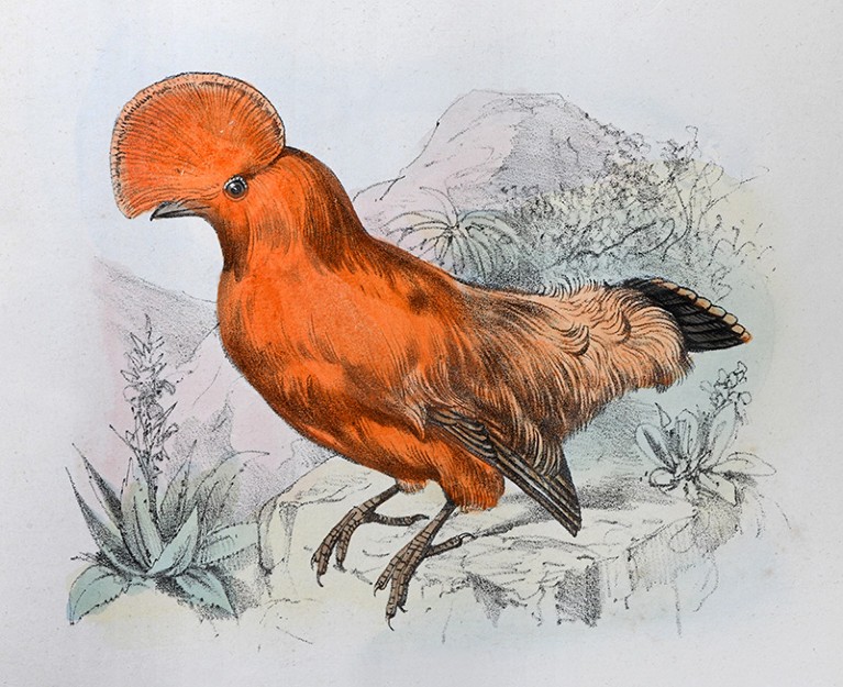 Vintage colour illustration of a Guianan cock-of-the-rock orange-feathered bird (Rupicola rupicola).