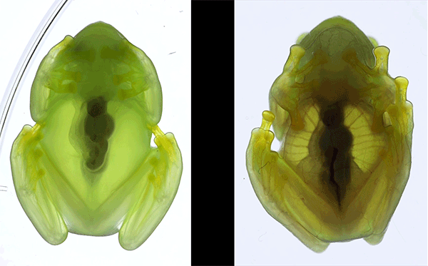 Moving image showing a frog with a slowly beating heart and translucent green body.