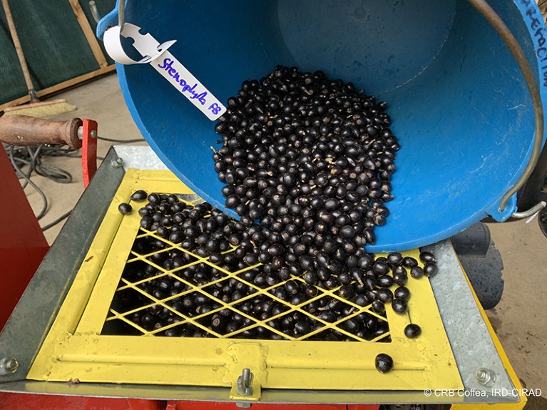 Harvest of the coffee C stenophylla at CRB coffea, Reunion Island.