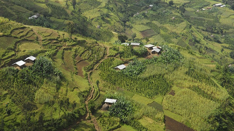 Enset, also called the 'false banana', in the Agri-landscape of South West Ethiopia.