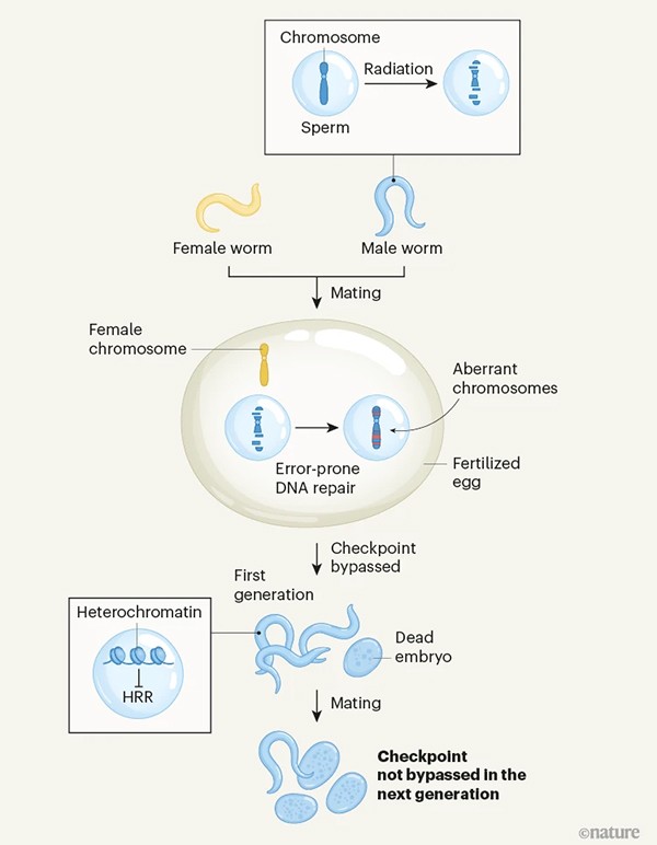 Transgenerational inheritance of radiation-induced DNA damage from male nematode worms.
