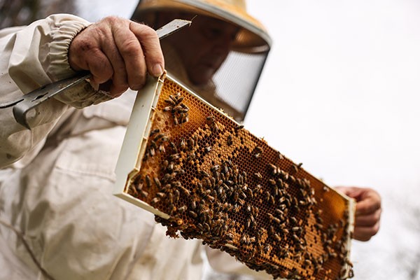 A beekeeper checks frames from inside of his beehives in Bay Shore, New York.