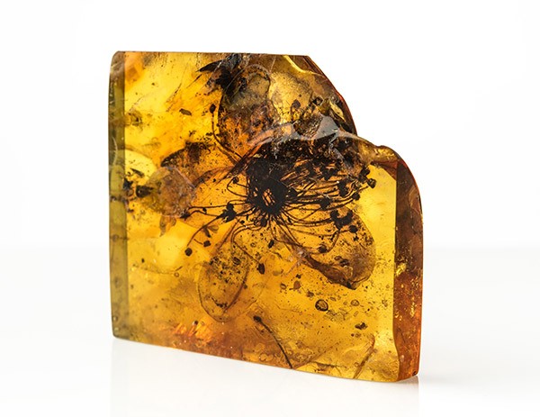 Flower inclusion of Symplocos kowalewskii preserved in Baltic amber