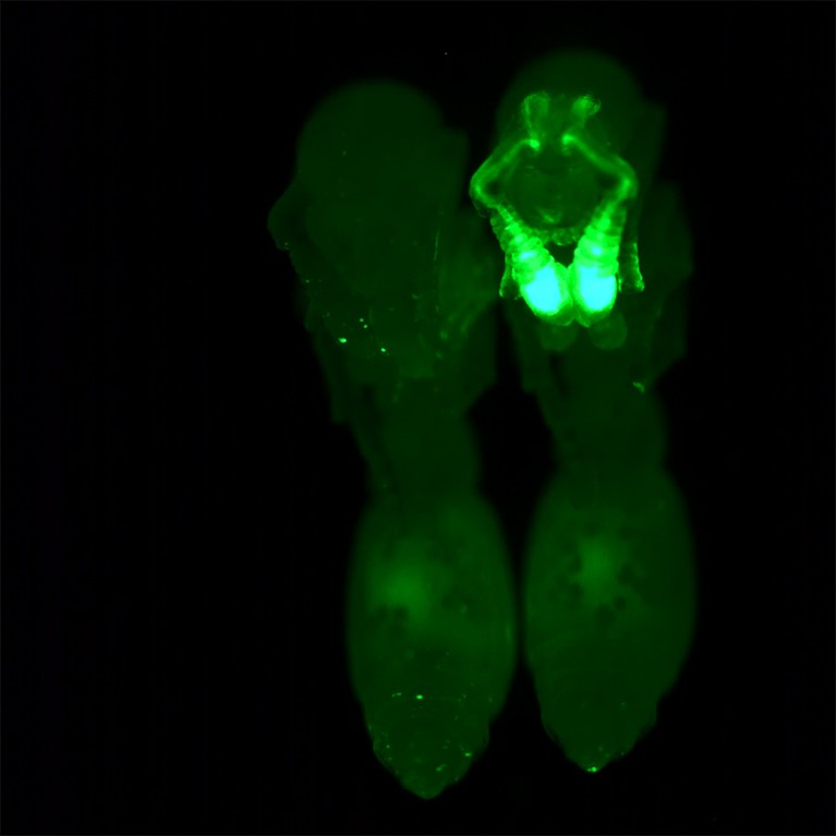 Wild type pupa (left) next to a transgenic pupa under a fluorescence microscope, where the ant’s antennae glow in green.