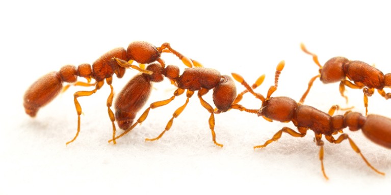 白色背景上显示四只克隆性攻击蚂蚁。