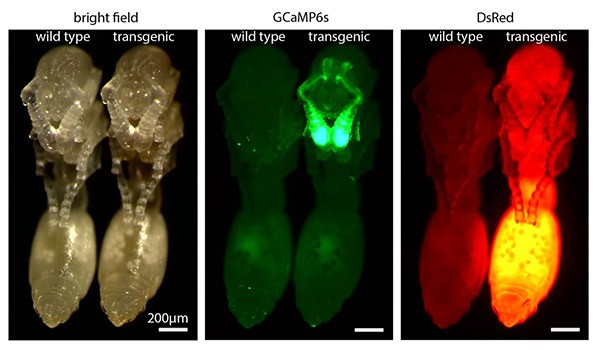 Comparison of fluorescence in transgenic vs. wild type pupae