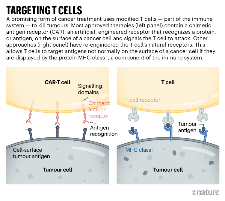 OBJETIVO DE LAS CÉLULAS T.  Gráfico que muestra cómo los tratamientos contra el cáncer usan células T para destruir tumores.