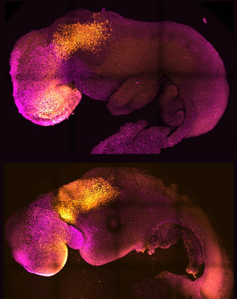 (Top) Natural embryo at embryonic day e8.5, (bottom) synthetic embryo at day 8 of development.