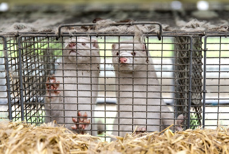 Minks at a farmer's estate where all minks must be culled due to a government order on November 7, 2020 in Bording, Denmark.