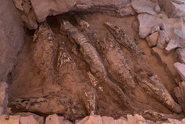 Several crocodile mummies in various stages of excavation sit at the bottom of a red earth pit.