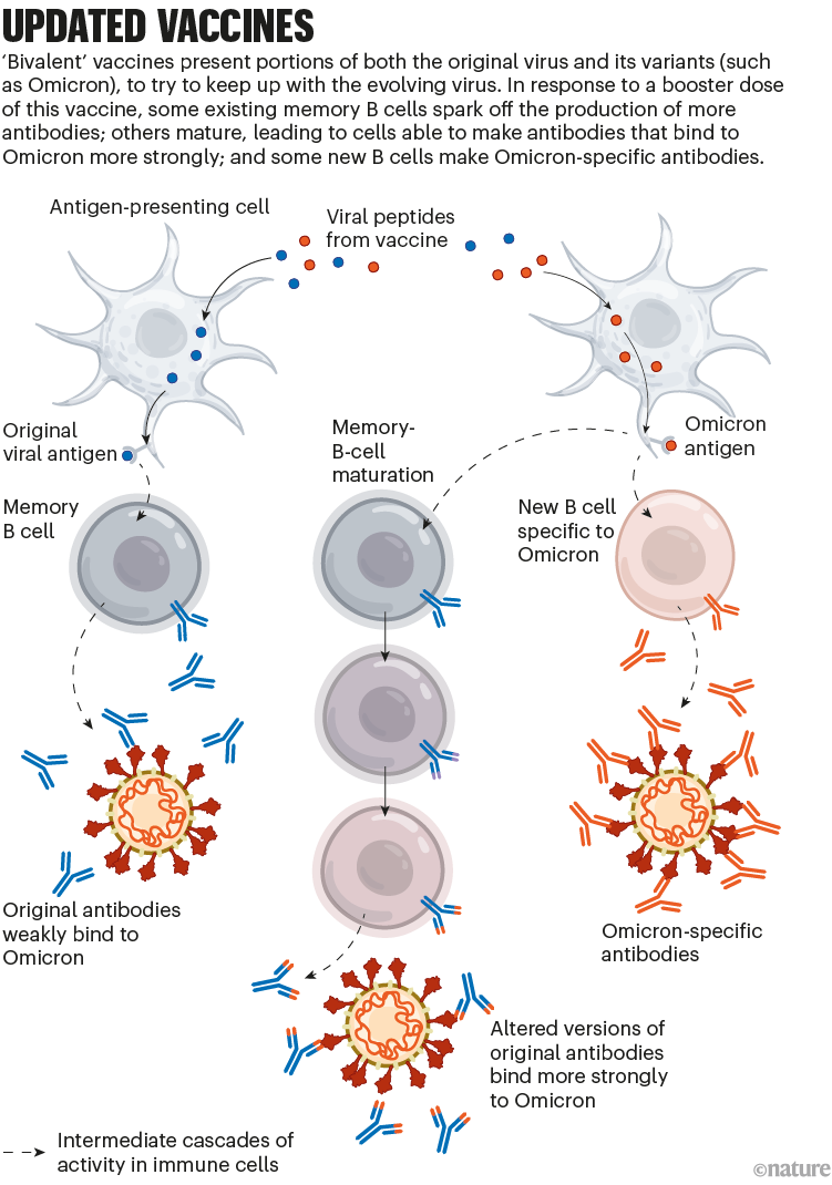 Updated vaccines: a graphic that shows how bivalent vaccines can help to give immunity to variants such as Omicron.