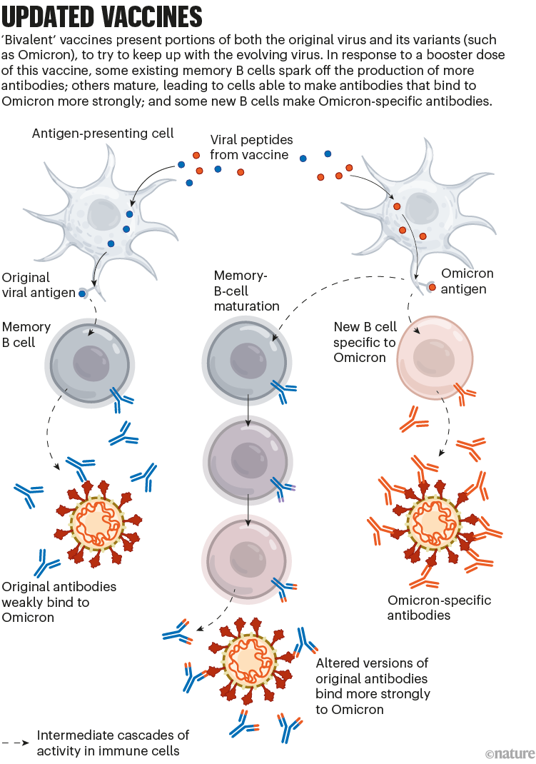 The next generation of coronavirus vaccines: a graphical guide