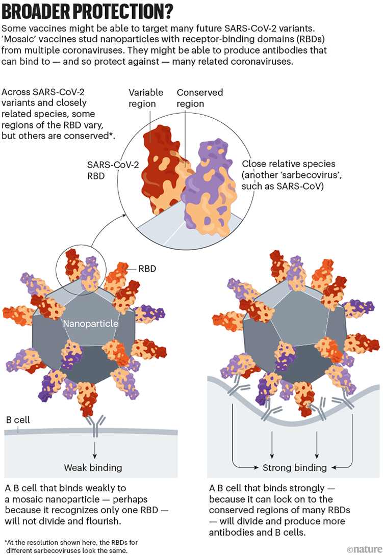 Broader immunity?: a graphic that shows how mosaic nanoparticle vaccines can provide immunity across a broad range of viruses.