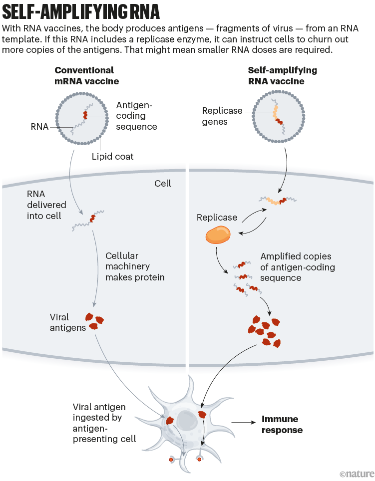 RNA autoamplificante: un grafico che mostra come i geni possono essere aggiunti ai vaccini a RNA per renderli più efficaci.