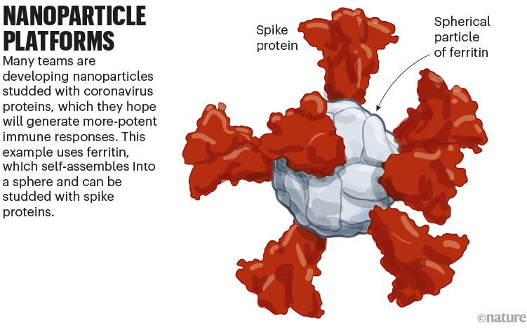 Nanoparticle platforms: a graphic that shows a spike ferritin nanoparticle vaccine.