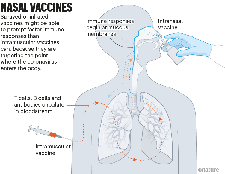 Vaccini nasali: un grafico che mostra come i vaccini nasali potrebbero iniziare a dare immunità alle membrane mucose del naso e della bocca.