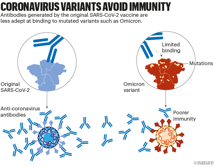Coronavirus variants avoid immunity: a graphic that shows how mutations make antibodies less adept and binding to variants.