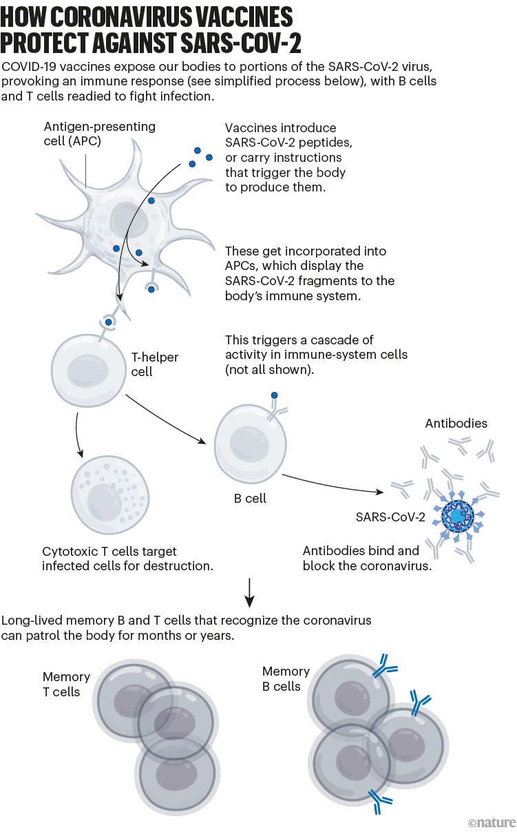 How coronavirus vaccines protect against Sars-CoV-2: a graphic that shows the process of how vaccines confer immunity.