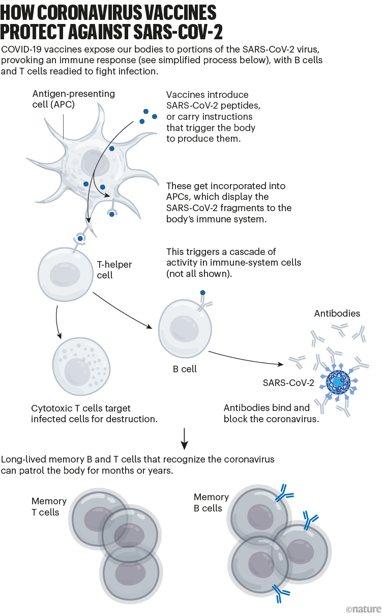 Come i vaccini contro il coronavirus proteggono da Sars-CoV-2: un grafico che mostra il processo con cui i vaccini conferiscono immunità.