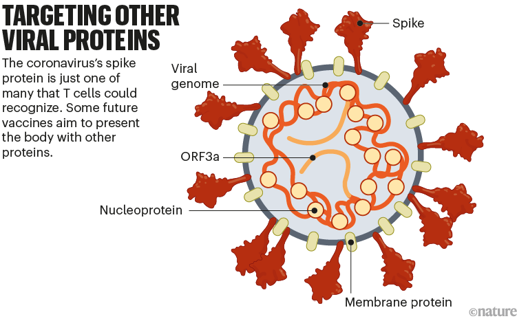 Targeting other viral proteins: a graphic that shows some of the other proteins in Sars-CoV-2 that can be used in vaccines.