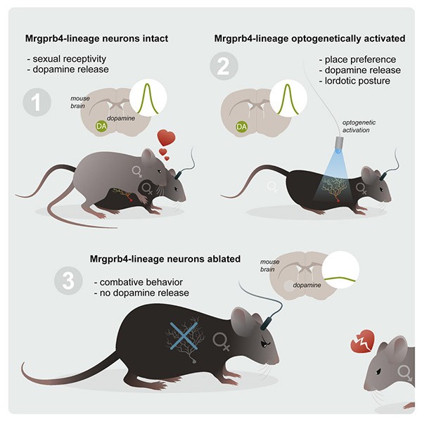 Graphical representation of the abstract showing mice reacting to stimulation of Mrgprb4-lineage neurons