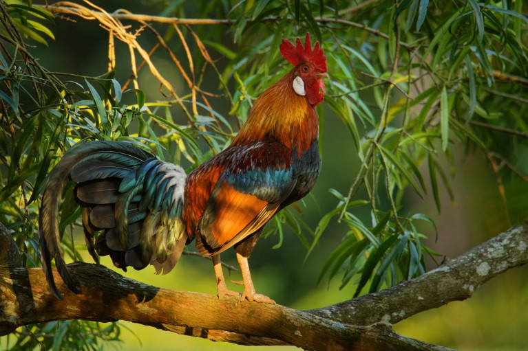 A male Red Junglefowl sitting on a tree branch