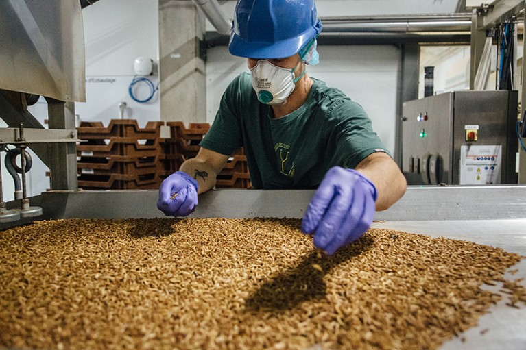 An employee loads larvae into a sorting oven inside the Ynsect insect farm in Dole, France