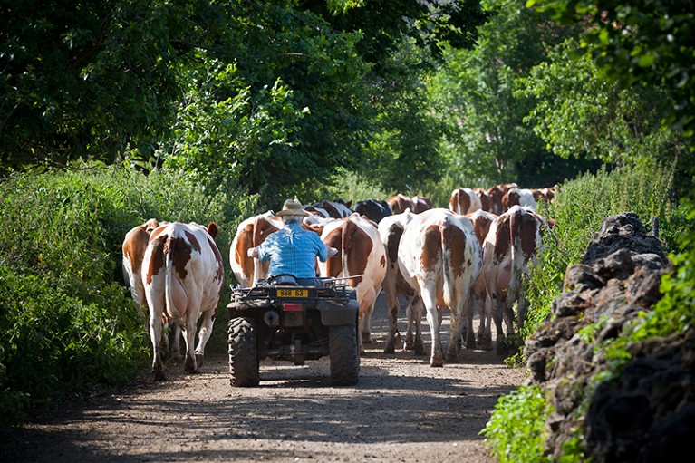 A farmer rides a quad bike behind his cattle