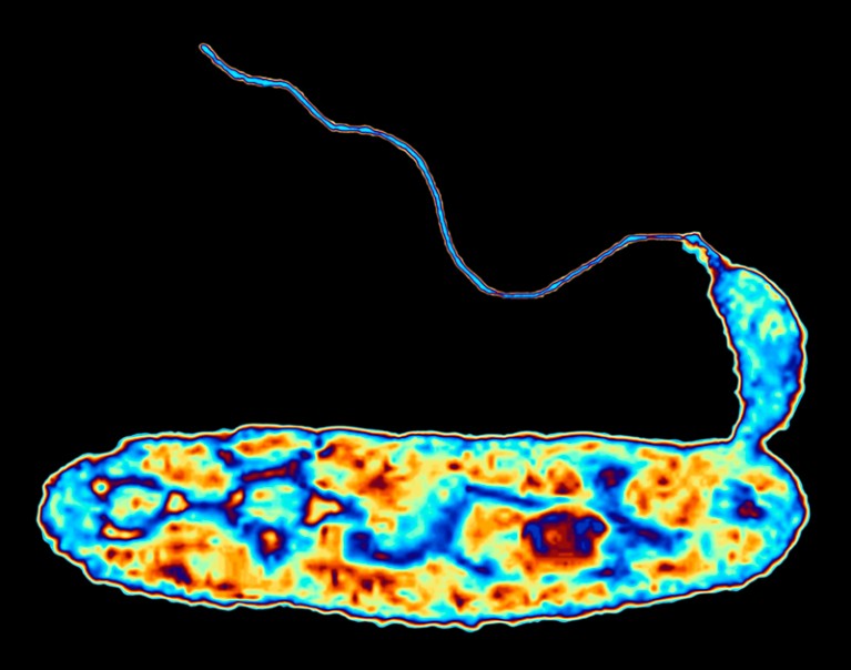 bacterial dna structure