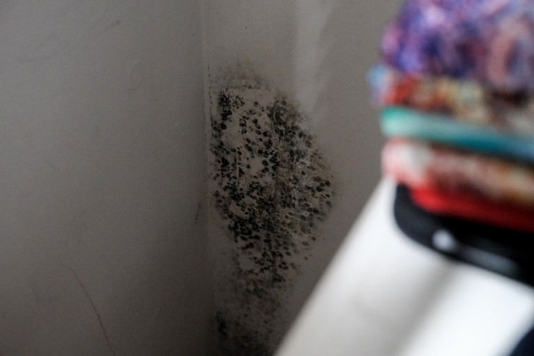Close-up of mould growing inside a closet with white walls