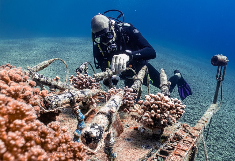 潜水员在珊瑚监测站进行一般保养工作。