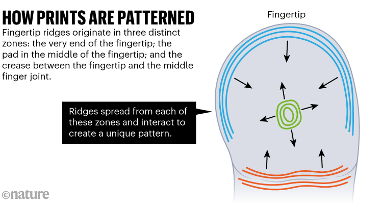 Cómo se modelan las impresiones: las crestas de las yemas de los dedos se originan en tres zonas distintas e interactúan para crear un patrón único.