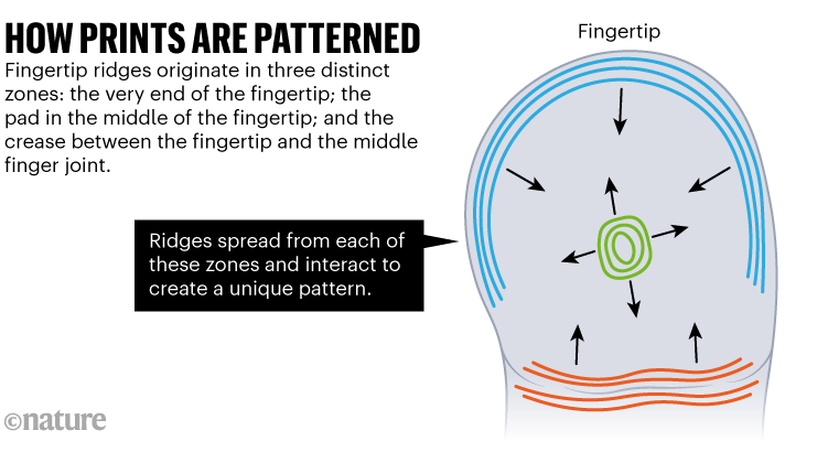 How prints are patterned: Fingertip ridges originate in three distinct zones and interact to create a unique pattern.