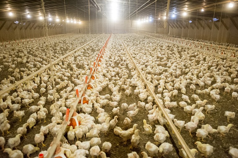Large flock of broiler chickens being farmed inside poultry house in Maryland, USA.