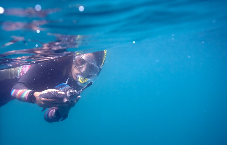 Miranda, underwater, is seen releasing one of the 6 critically endangered hawksbill neonates equipped with satellite tags.