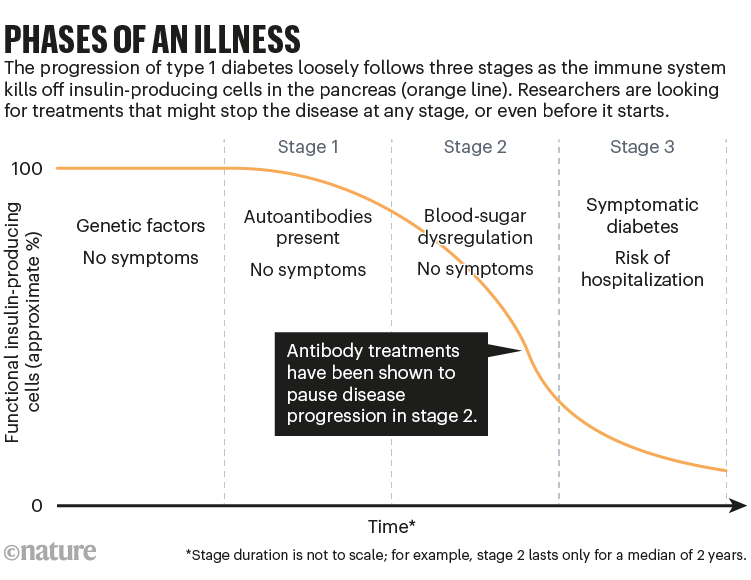 Fases de una enfermedad: un gráfico que muestra las etapas inmunitarias de la diabetes tipo 1 a lo largo del tiempo.