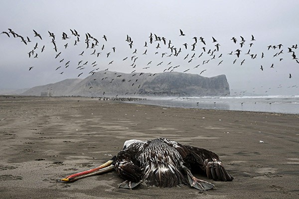A pelican lies dead on a beach on an overcast day as a flock of other birds in the distance fly towards the sea.