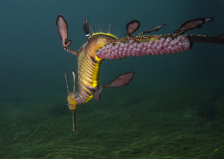 A Male Weedy Seadragon Carries Pink Eggs On Its Tail