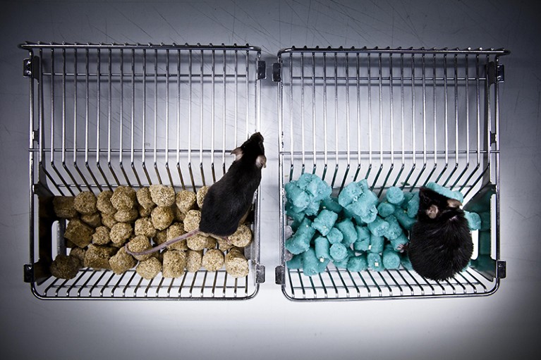 Dos ratones modificados genéticamente sometidos a pruebas en un laboratorio del Institut Clinique de la Souris, Estrasburgo, Francia.