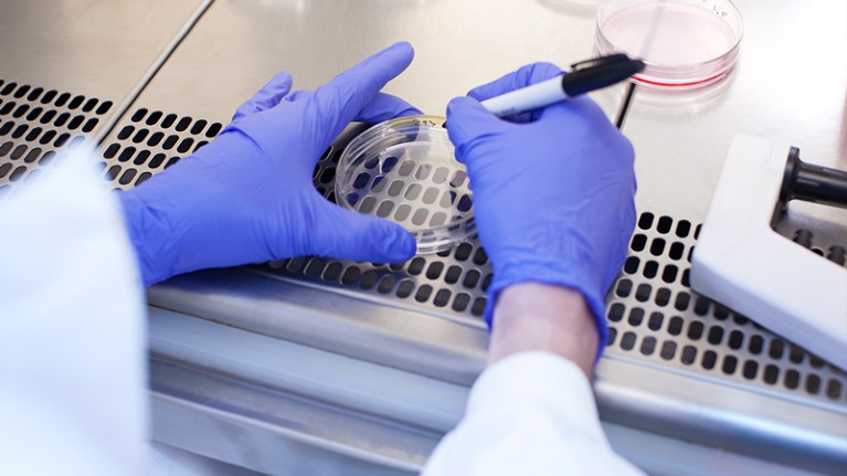 戴着防护手套的手在实验室的培养皿上工作。