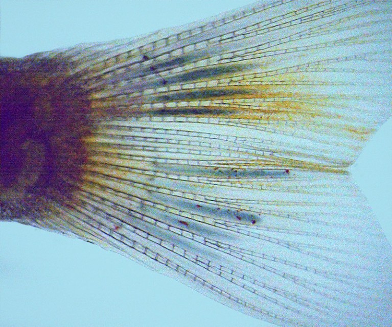 A close up view of a tail fin of a live zebrafish showing the gel electrodes showing up as dark areas in tissue